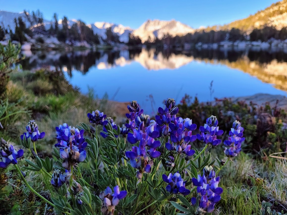 Purple lupines beside a still alpine lake reflecting sunlit mountains